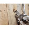Image 4 : Ptarmigan In Flight Bird Taxidermy
