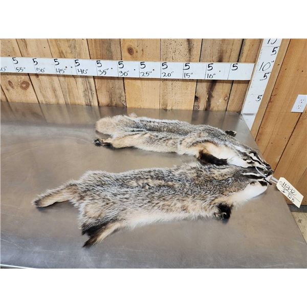 2 Badger Soft Tanned Furs Taxidermy