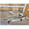 Image 1 : 2 Badger Soft Tanned Furs Taxidermy