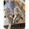 Image 2 : 2 Badger Soft Tanned Furs Taxidermy