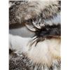 Image 3 : 2 Badger Soft Tanned Furs Taxidermy