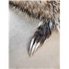 Image 4 : 2 Badger Soft Tanned Furs Taxidermy