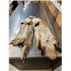 Image 5 : 2 Badger Soft Tanned Furs Taxidermy