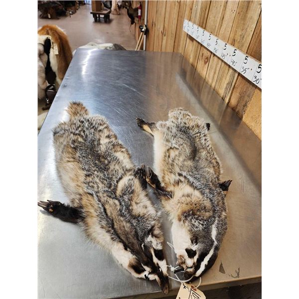 2 Badger Soft Tanned Fur Taxidermy