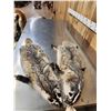 Image 1 : 2 Badger Soft Tanned Fur Taxidermy