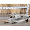 Image 2 : 2 Badger Soft Tanned Fur Taxidermy