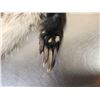 Image 3 : 2 Badger Soft Tanned Fur Taxidermy