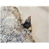 Image 5 : 2 Badger Soft Tanned Fur Taxidermy