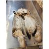 Image 6 : 2 Badger Soft Tanned Fur Taxidermy
