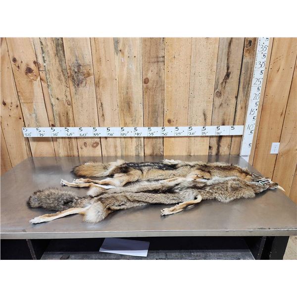 2 Coyote Soft Tanned Furs Taxidermy