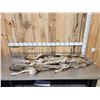 Image 1 : 2 Coyote Soft Tanned Furs Taxidermy