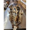 Image 2 : 2 Coyote Soft Tanned Furs Taxidermy