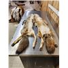 Image 3 : 2 Coyote Soft Tanned Furs Taxidermy