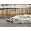 Image 4 : 2 Coyote Soft Tanned Furs Taxidermy