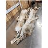 Image 5 : 2 Coyote Soft Tanned Furs Taxidermy