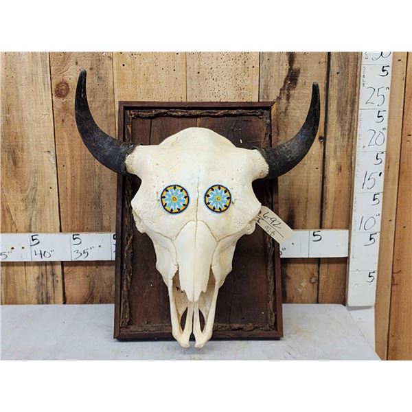 American Bison Buffalo Skull Taxidermy