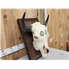 Image 2 : American Bison Buffalo Skull Taxidermy