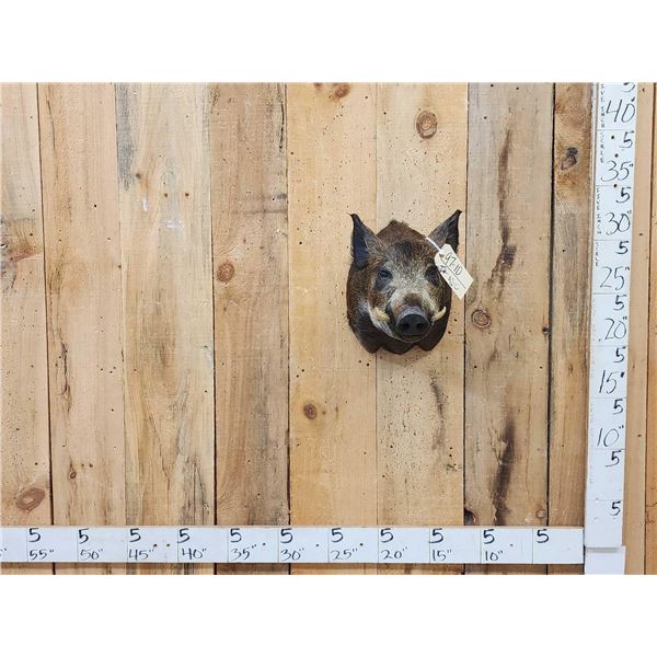 Wild Boar Hog Shoulder Mount Taxidermy