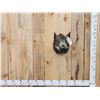 Image 1 : Wild Boar Hog Shoulder Mount Taxidermy