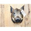 Image 2 : Wild Boar Hog Shoulder Mount Taxidermy
