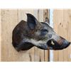 Image 3 : Wild Boar Hog Shoulder Mount Taxidermy