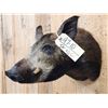 Image 4 : Wild Boar Hog Shoulder Mount Taxidermy