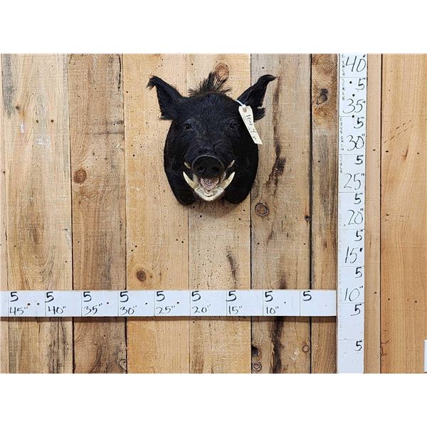 Wild Boar Hog Shoulder Mount Taxidermy