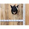 Image 1 : Wild Boar Hog Shoulder Mount Taxidermy