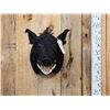 Image 2 : Wild Boar Hog Shoulder Mount Taxidermy