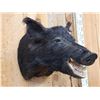 Image 3 : Wild Boar Hog Shoulder Mount Taxidermy