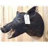 Image 4 : Wild Boar Hog Shoulder Mount Taxidermy
