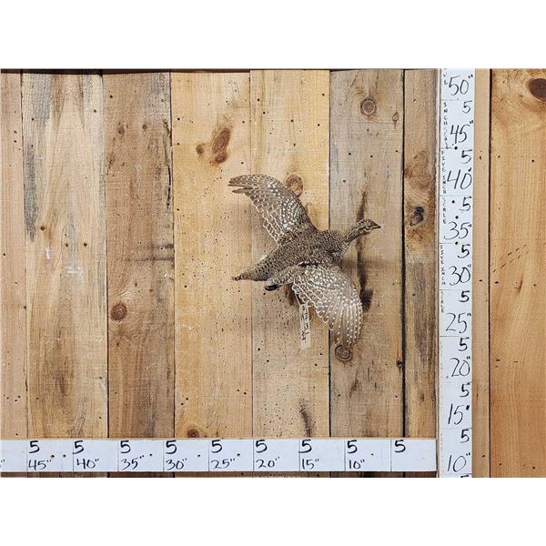 Sharp Tailed Grouse In Flight Bird Taxidermy