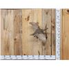 Image 1 : Sharp Tailed Grouse In Flight Bird Taxidermy
