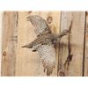 Image 2 : Sharp Tailed Grouse In Flight Bird Taxidermy