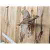 Image 3 : Sharp Tailed Grouse In Flight Bird Taxidermy