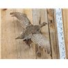 Image 4 : Sharp Tailed Grouse In Flight Bird Taxidermy