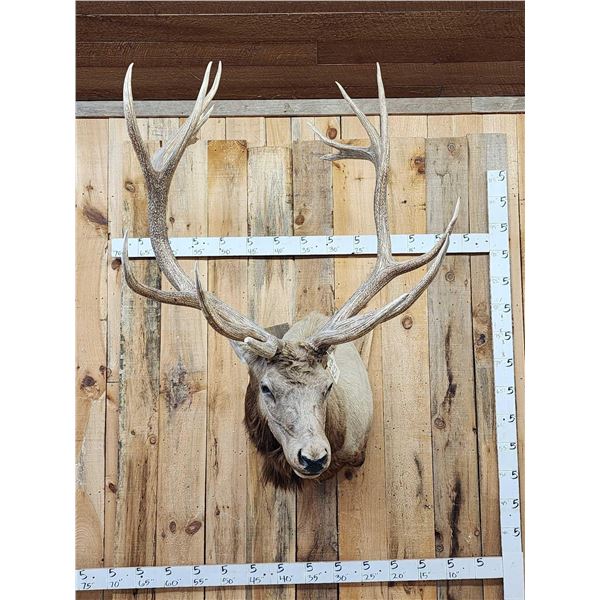 MONSTER 480" Class Elk Shoulder Mount Taxidermy