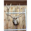 Image 1 : MONSTER 480" Class Elk Shoulder Mount Taxidermy