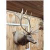 Image 2 : MONSTER 480" Class Elk Shoulder Mount Taxidermy