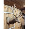 Image 3 : MONSTER 480" Class Elk Shoulder Mount Taxidermy
