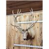 Image 4 : MONSTER 480" Class Elk Shoulder Mount Taxidermy