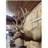 Image 5 : MONSTER 480" Class Elk Shoulder Mount Taxidermy