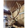Image 6 : MONSTER 480" Class Elk Shoulder Mount Taxidermy