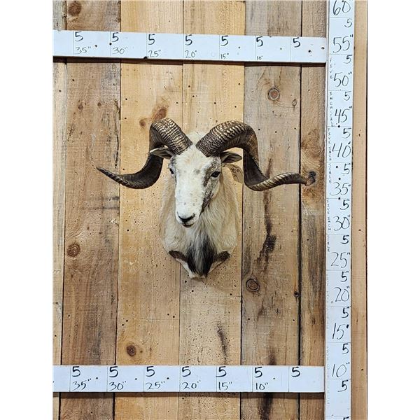 Mouflon Cross Ram Sheep Shoulder Mount Taxidermy