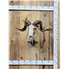 Image 1 : Mouflon Cross Ram Sheep Shoulder Mount Taxidermy