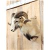 Image 2 : Mouflon Cross Ram Sheep Shoulder Mount Taxidermy