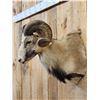 Image 3 : Mouflon Cross Ram Sheep Shoulder Mount Taxidermy