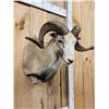 Image 4 : Mouflon Cross Ram Sheep Shoulder Mount Taxidermy