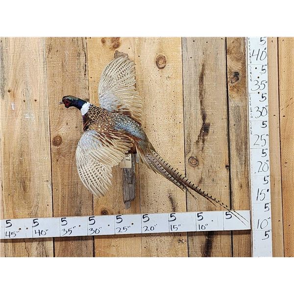 Ringneck Pheasant In Flight Bird Taxidermy