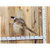 Image 1 : Ringneck Pheasant In Flight Bird Taxidermy